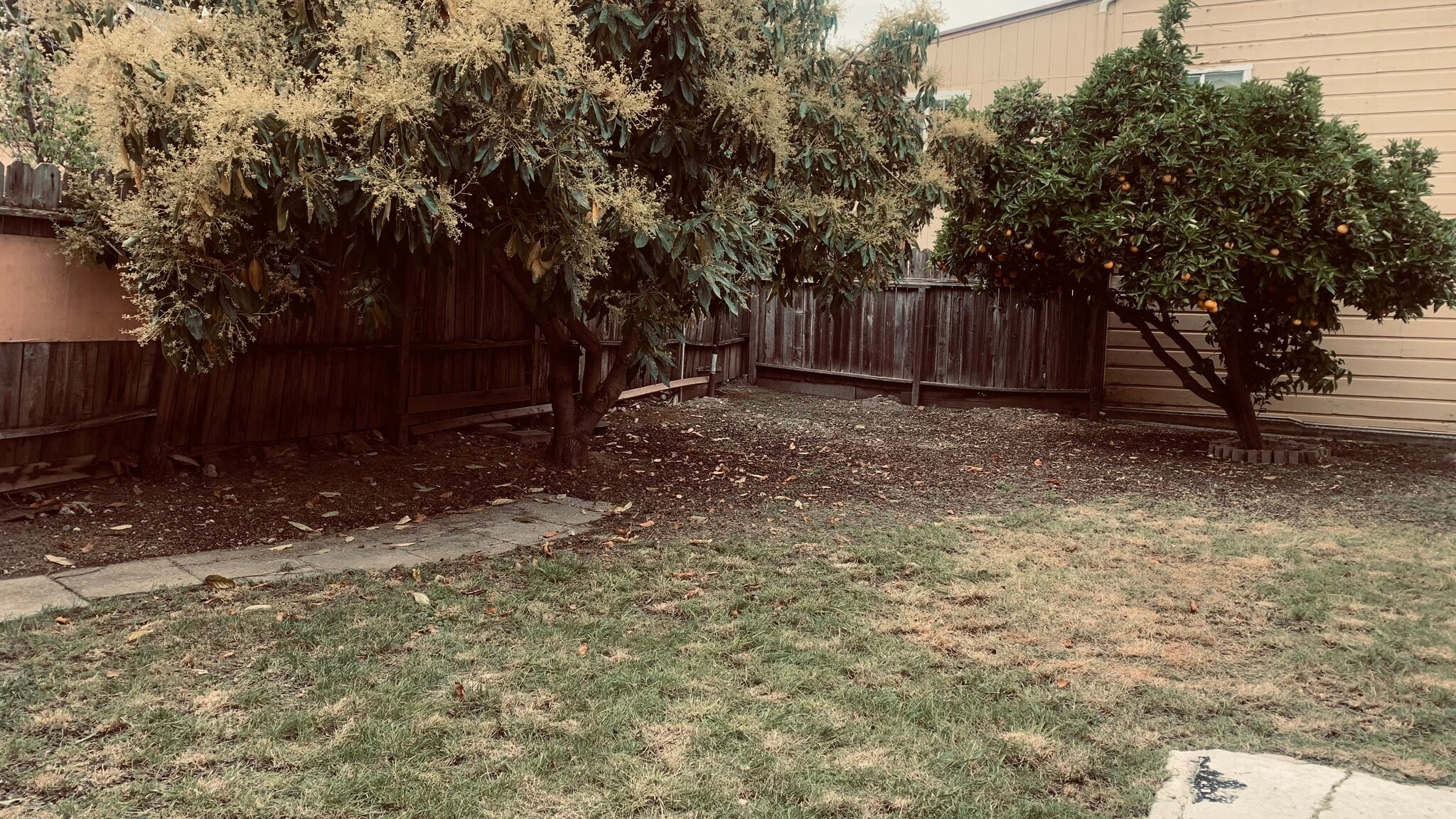 Large, shared backyard with matured fruit trees - 2047 20th Ave