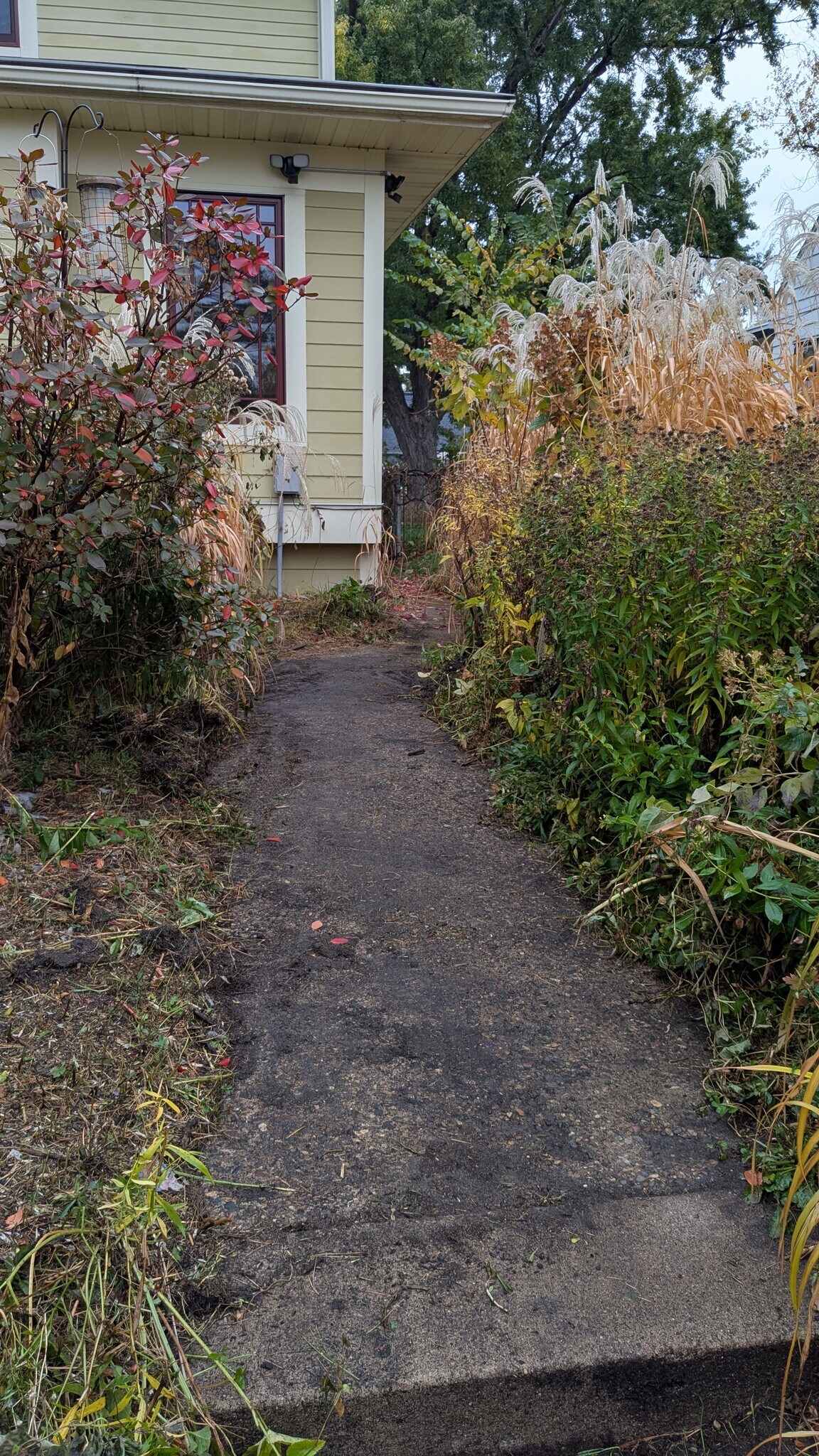 Walkway to the private entrance. - 5244 41st Ave S
