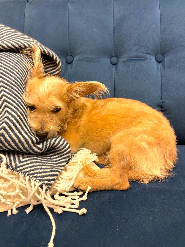 Happy resident - Pet Paradise Stocker Gardens