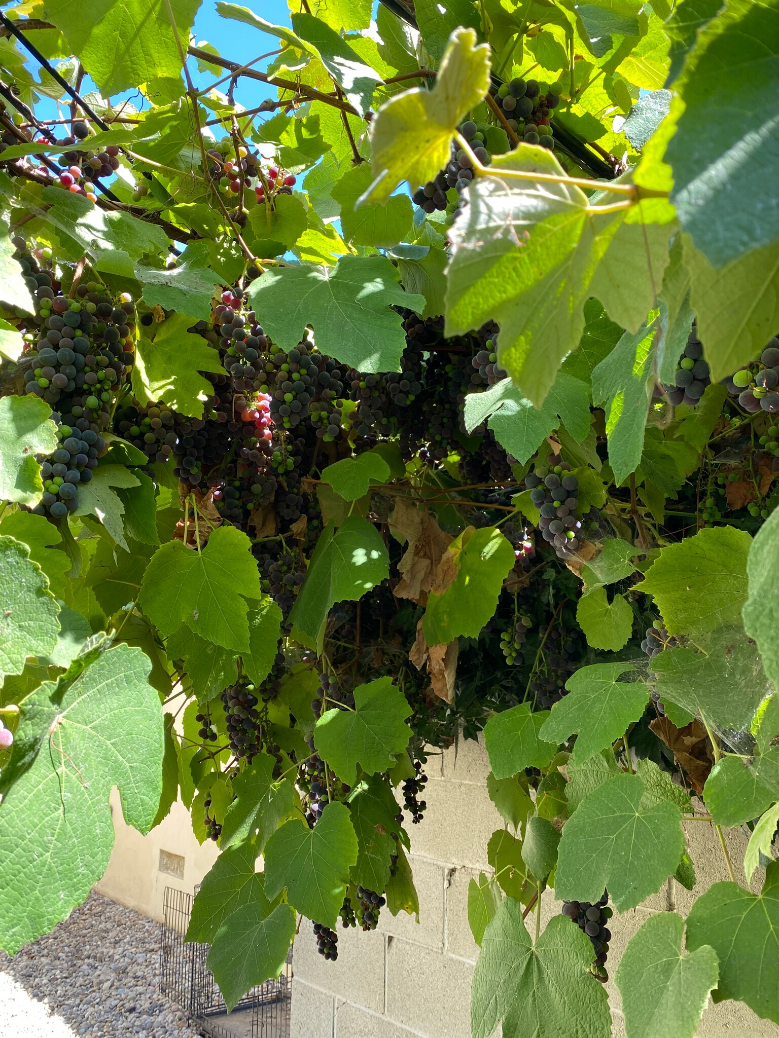 Personal Vineyard - 1935 18th St