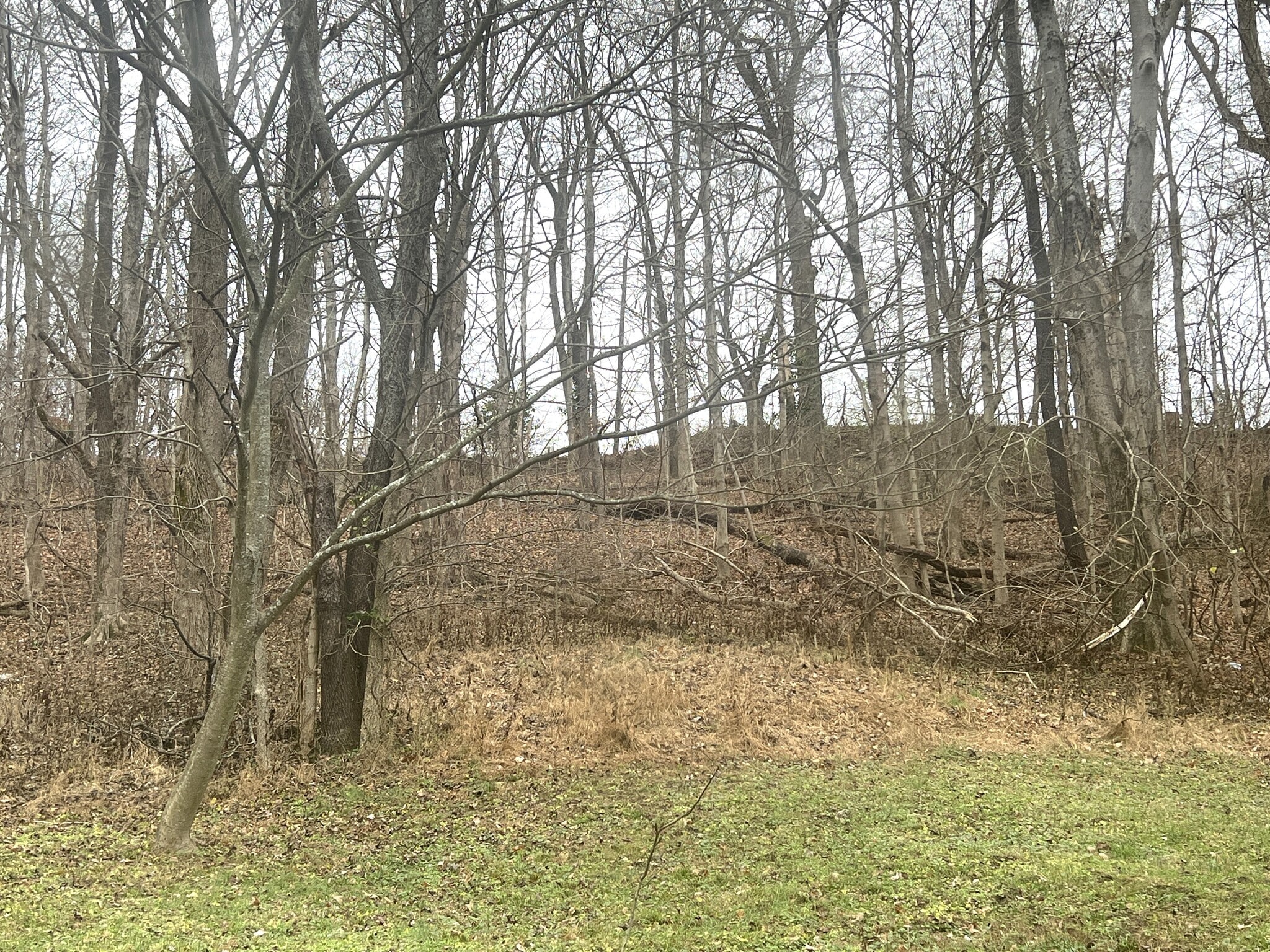 Back Yard View - 424 Lemmon St