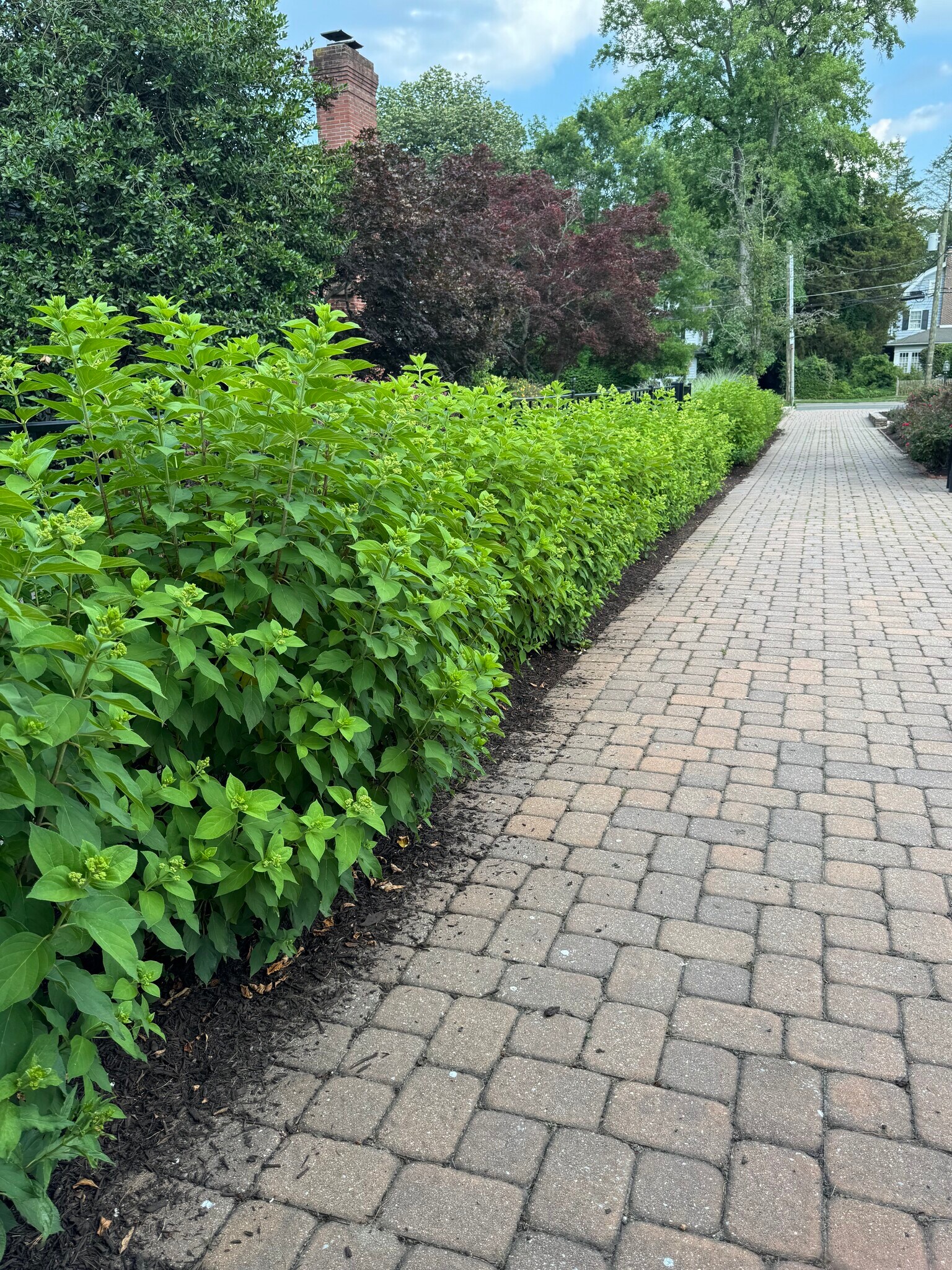 Limelight lining driveway - 130 Chews Landing Rd