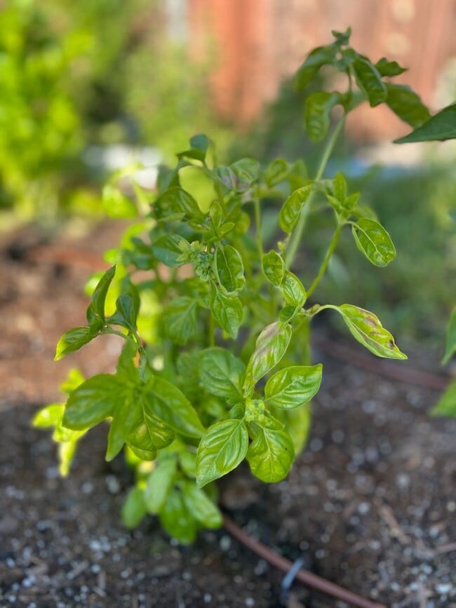 Building Photo - Karin's Kottage-New 2 Bedroom/2 Bath Furnished or Unfurnished Oasis for Lease