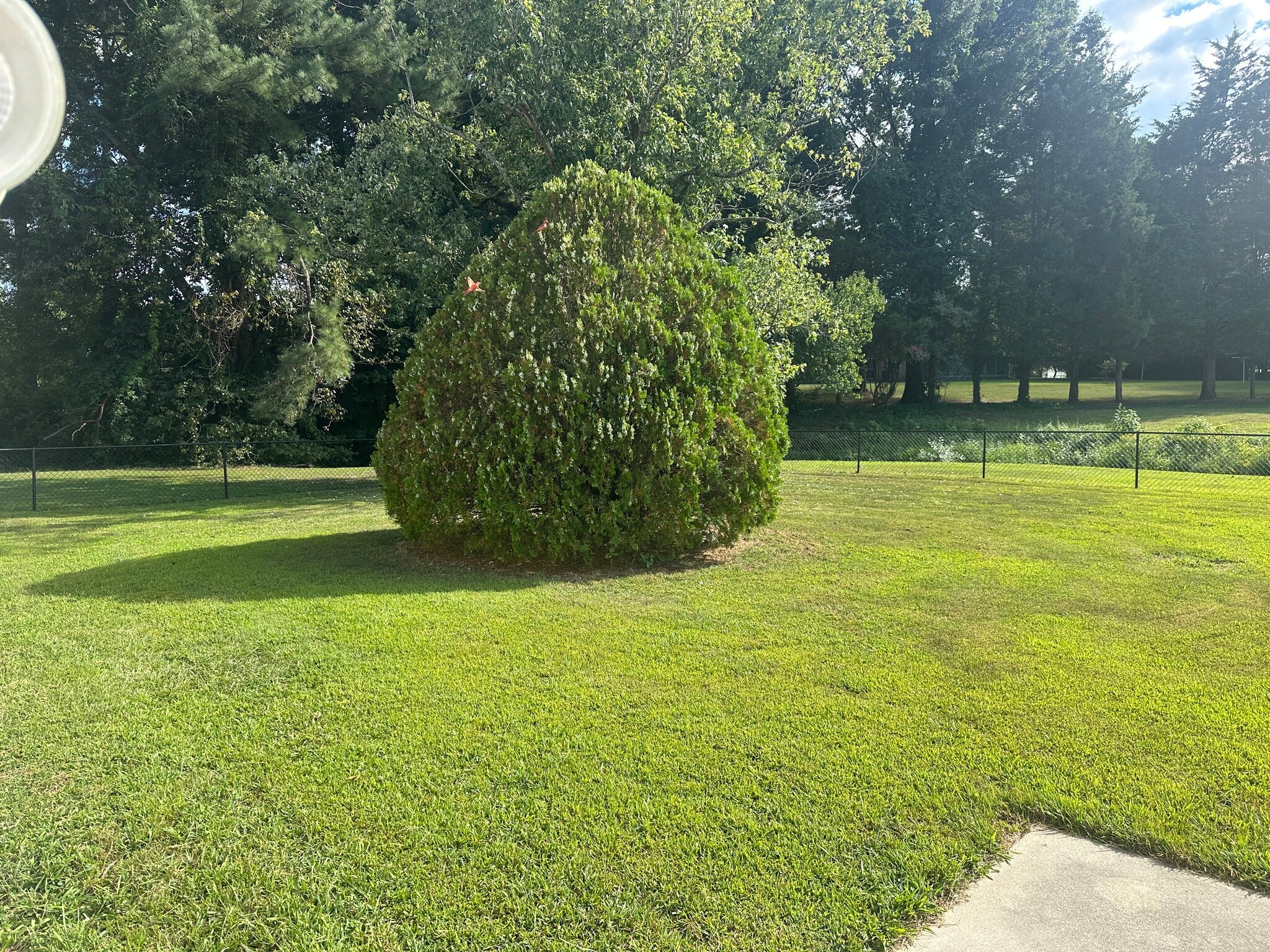 Backyard - 3908 Devenwood Ave