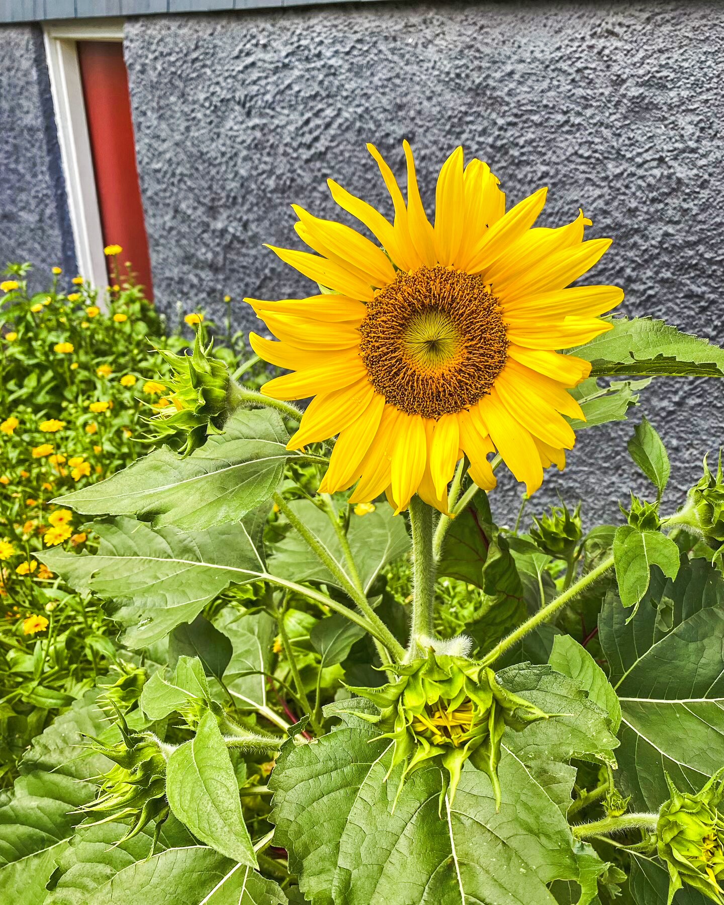 Building Photo - 159 Forest Hills St