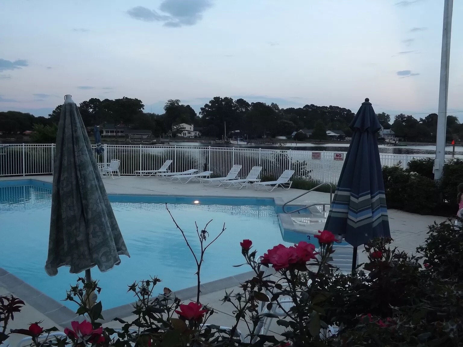 Pool - 219 Island Cove Ct