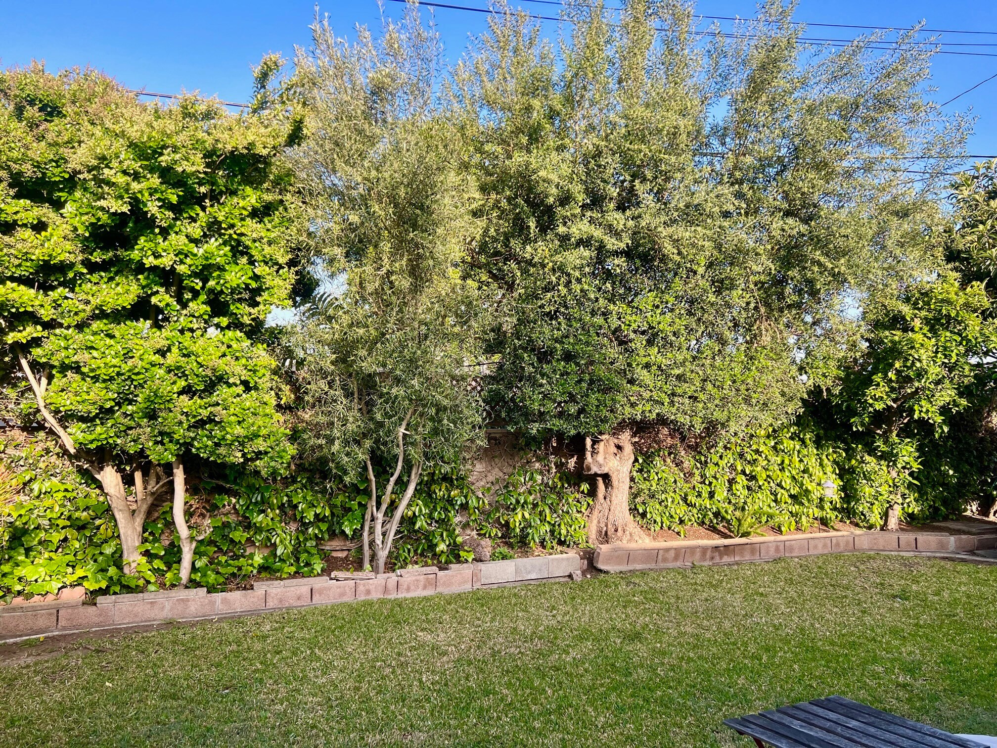 Mature orange and lemon Trees in the backyard - 2573 Oxford Lane