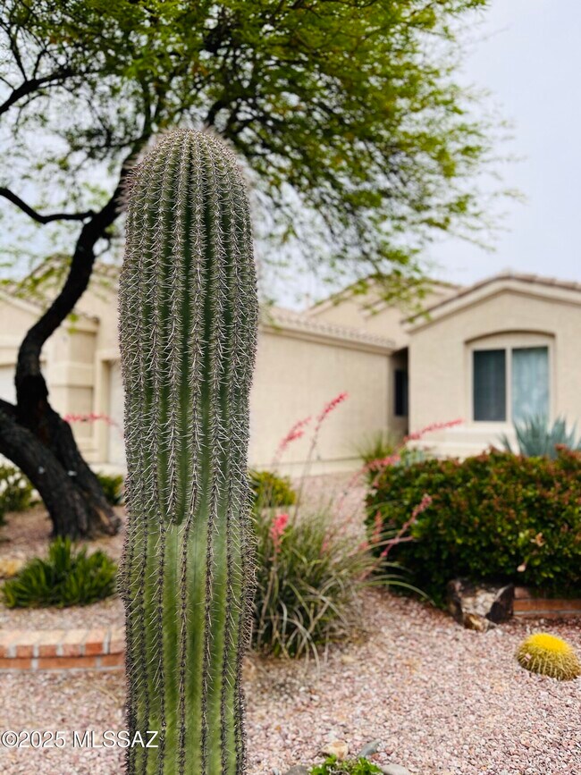 Building Photo - 371 W Sacaton Canyon Dr