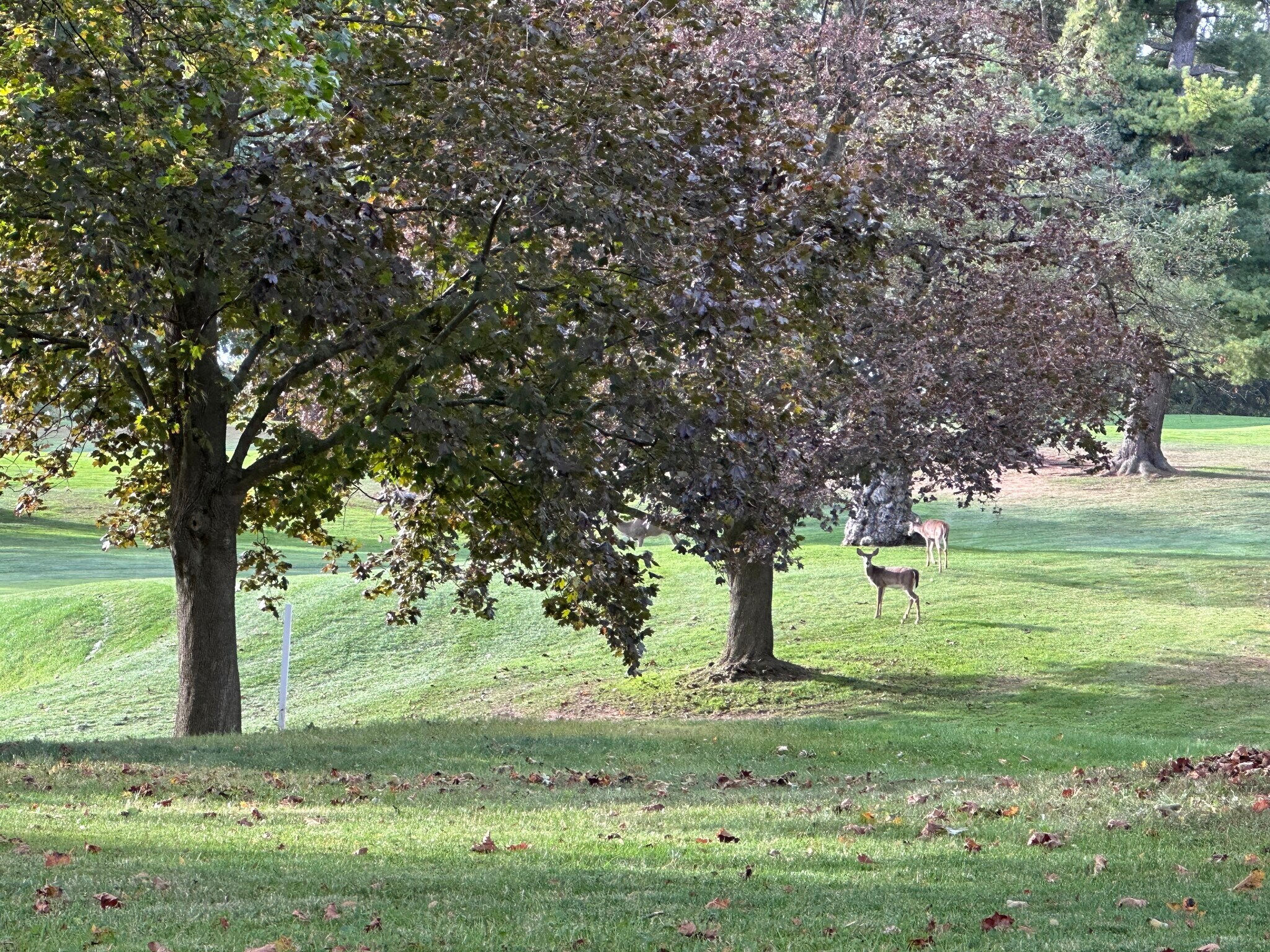 Backyard visitors - 2311 Baird Rd