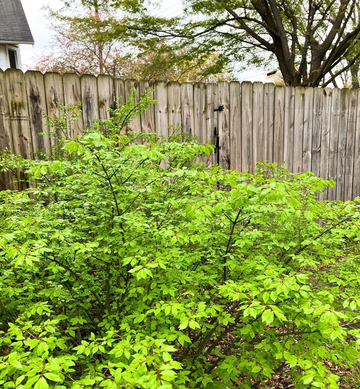 Building Photo - 322 Park Pl