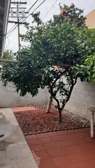 Orange tree - 455 W Elk Ave