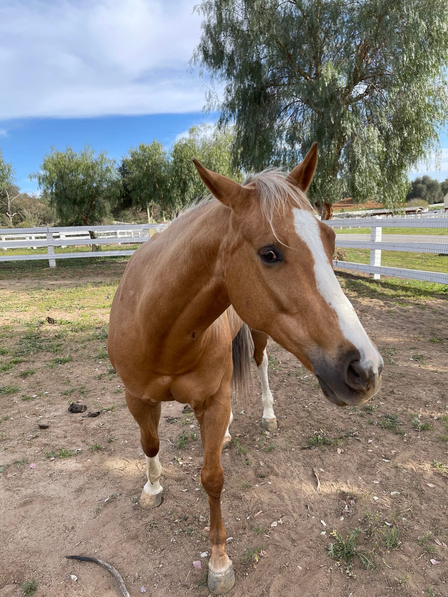 Building Photo - 40500 Avenida La Cresta