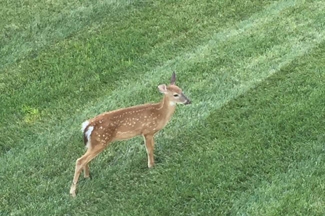 Building Photo - 1350 Parkview Estates Dr