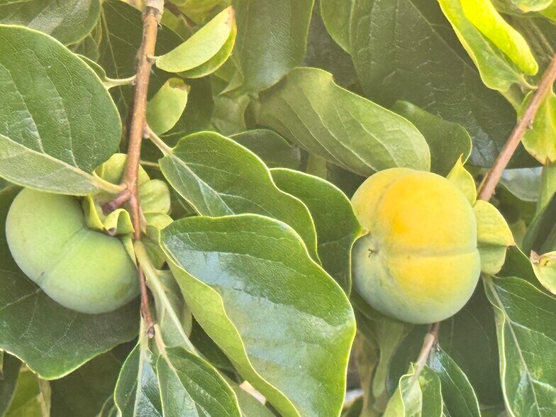 Organic persimmons - 3243 Mountain View Ave