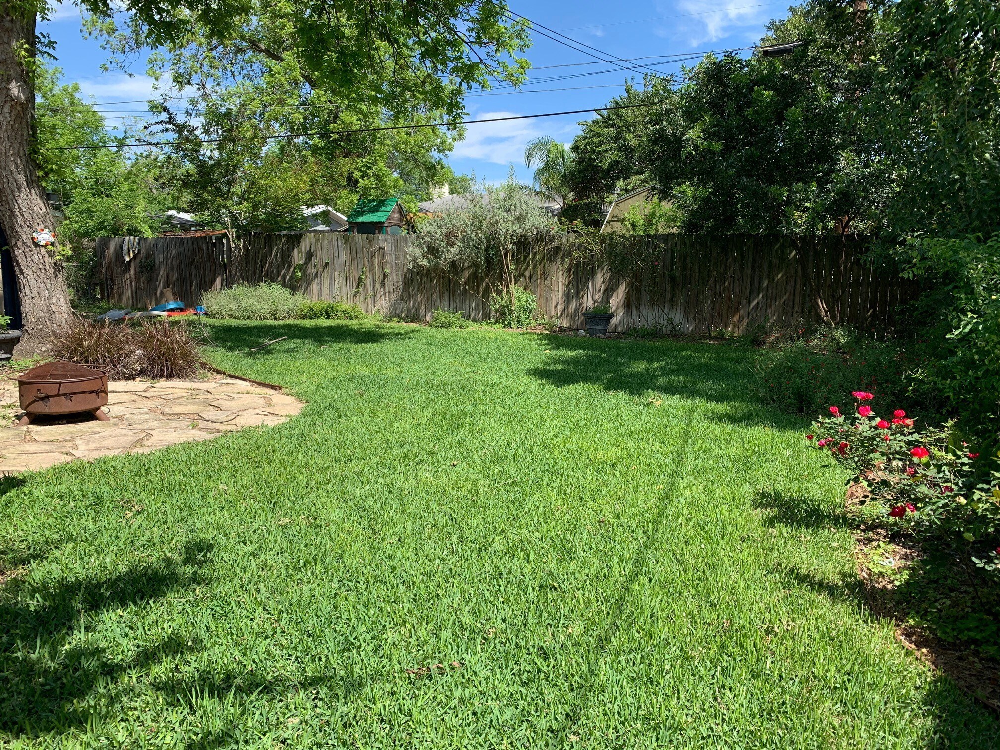 New lawn in back yard - 309 Irvington Dr