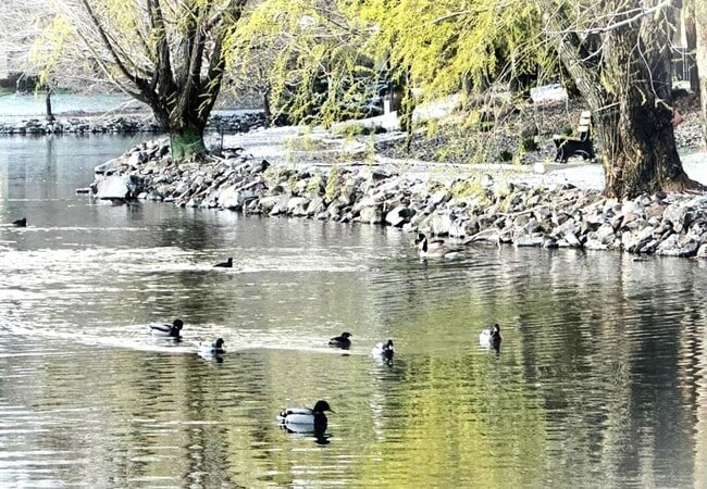 Building Photo - 1 Bedroom Condo for Rent South Reno (Donner Creek Village)