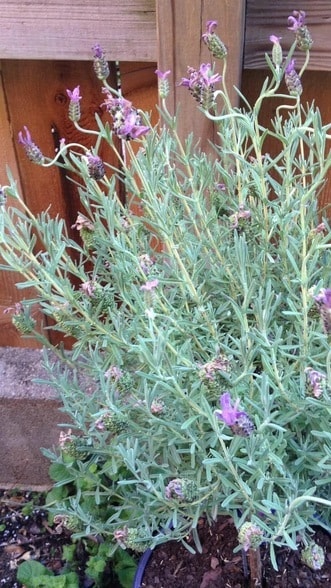 Building Photo - 1601 S Shepherd Dr