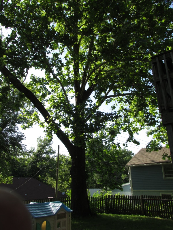 Building Photo - 927 Maple St