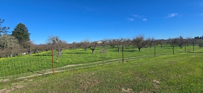Building Photo - Privacy And Space In The Heart Of Rural West County. Minutes From Sebastopol And The Bay.