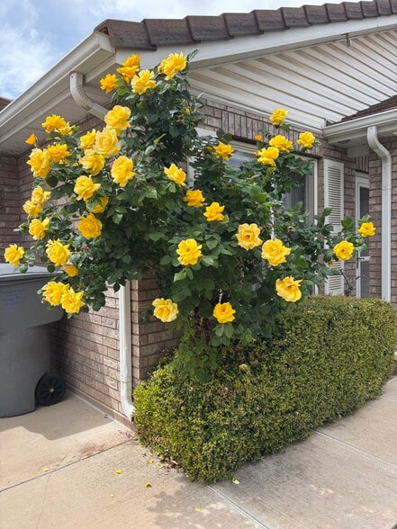 Front rose bush - 559 E 300 S