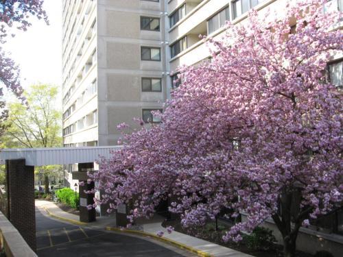 Building Photo - 5911 Edsall Rd., APT #705