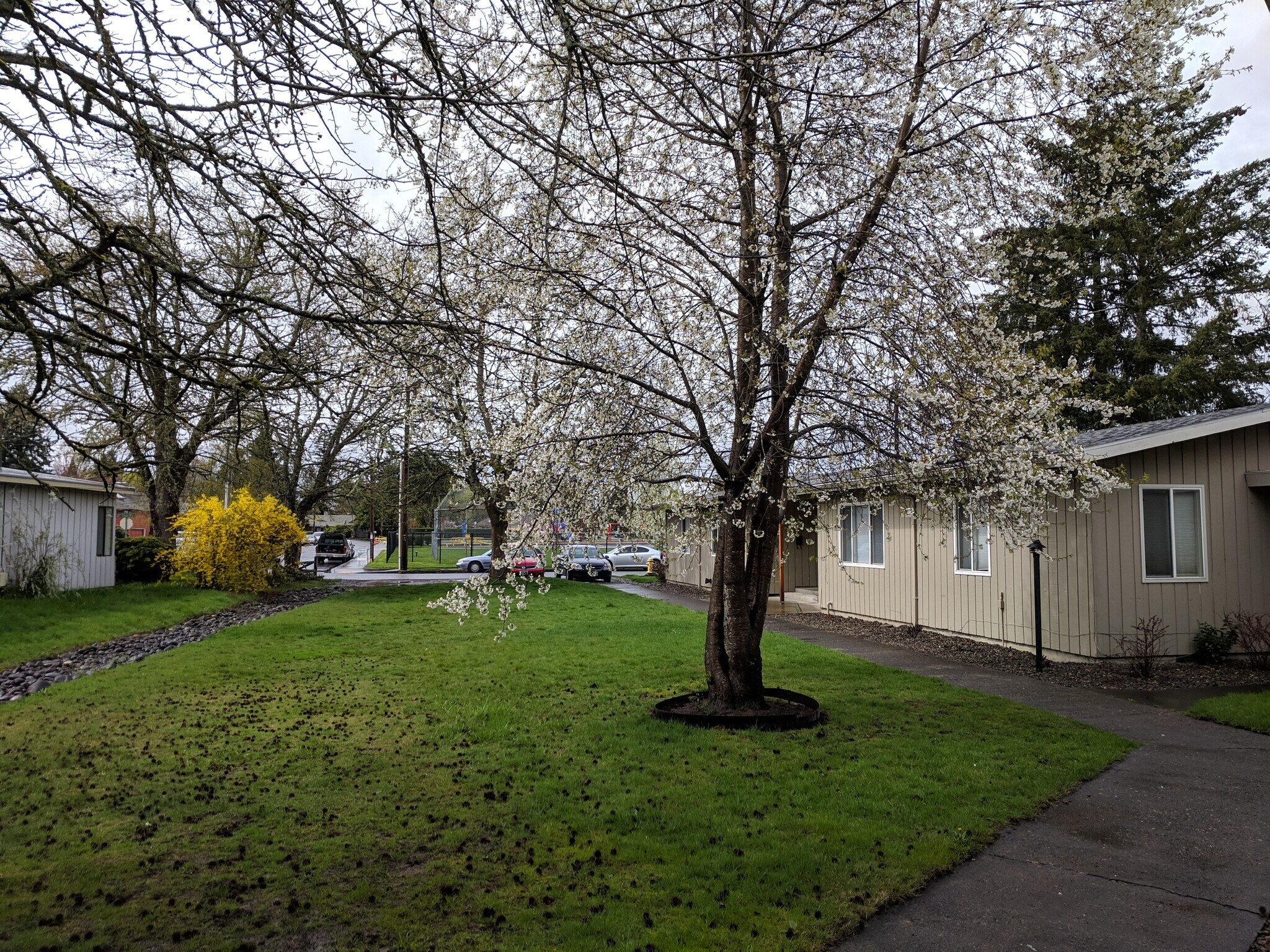 Spring - 5220 SW Franklin Ave