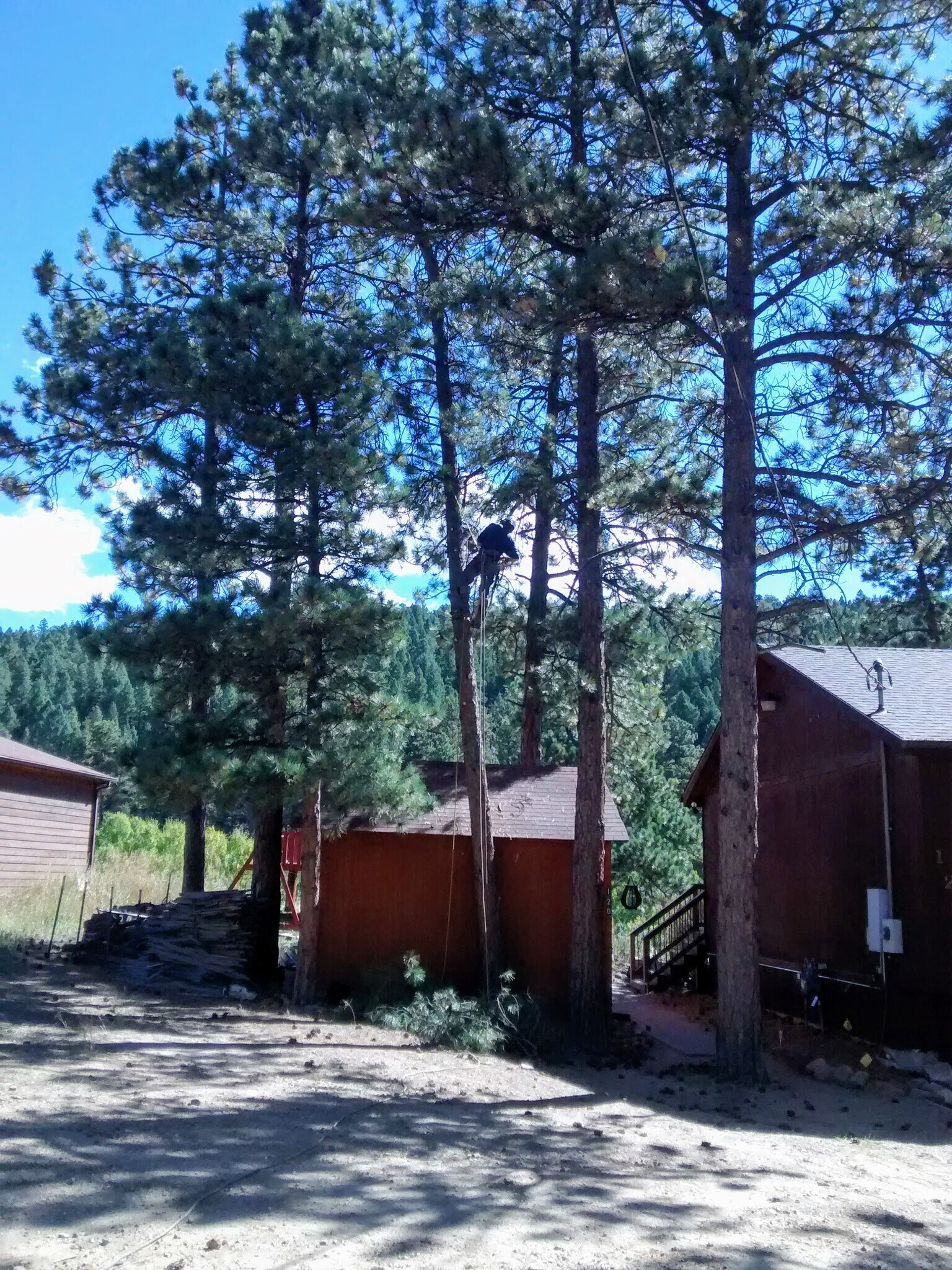 The house, shed and driveway viewed from the street. - 120 Wisp Creek Dr