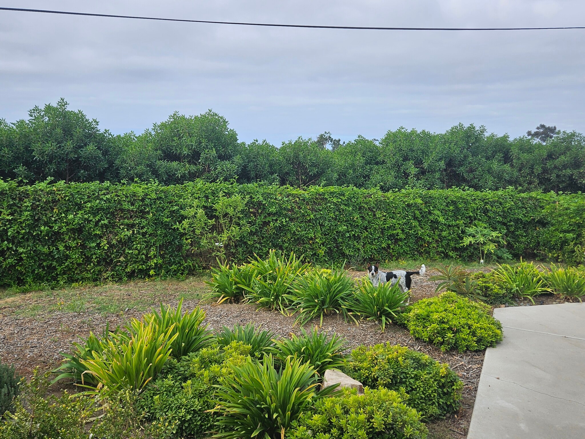 Building Photo - 968 Corte Maria Ave