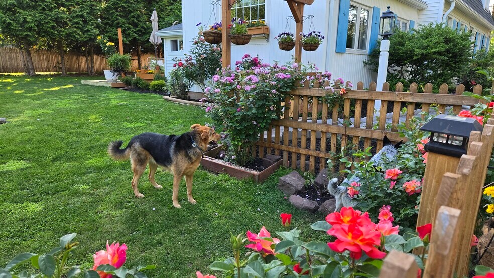 Dog Friendly - 557 Park Rd