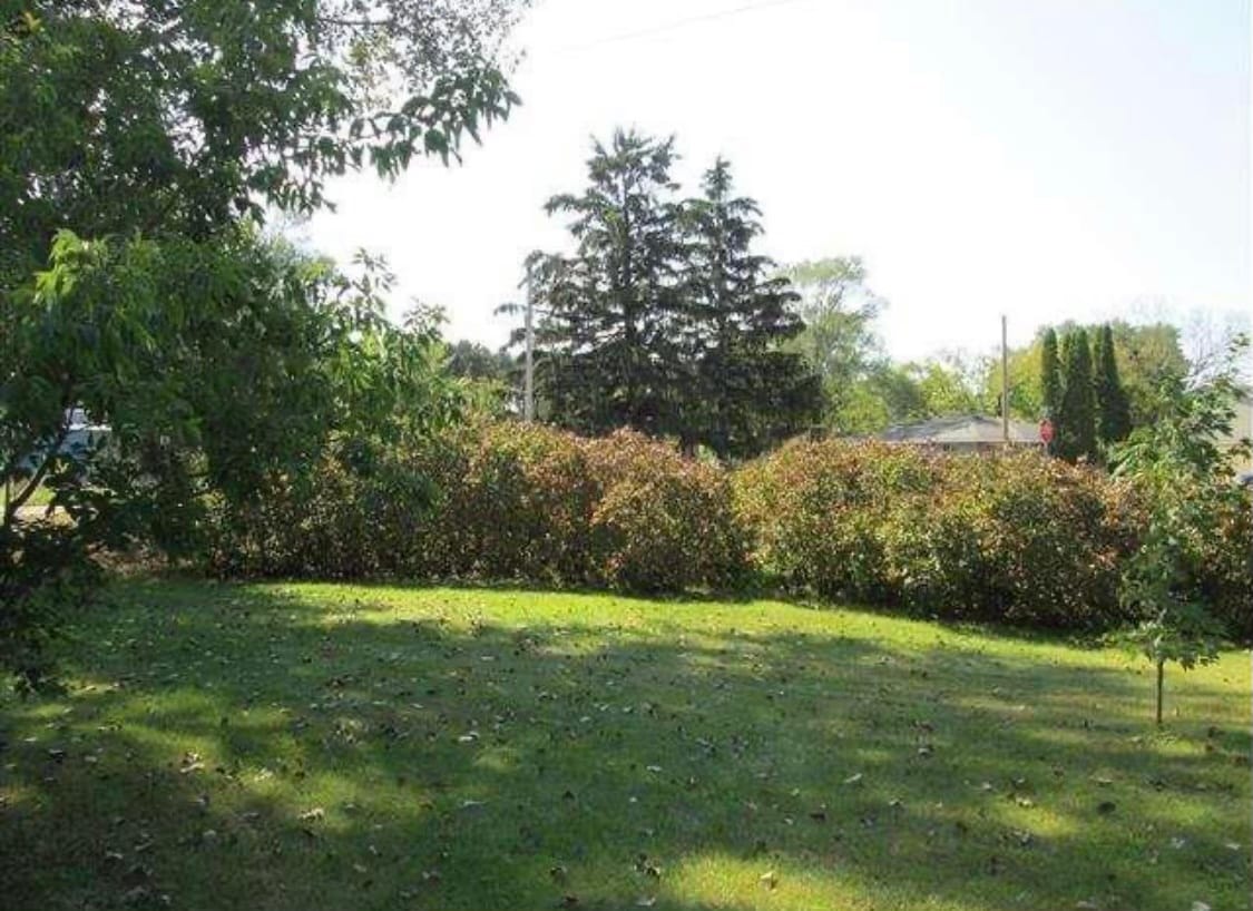Back yard - 802 Bliss Ave
