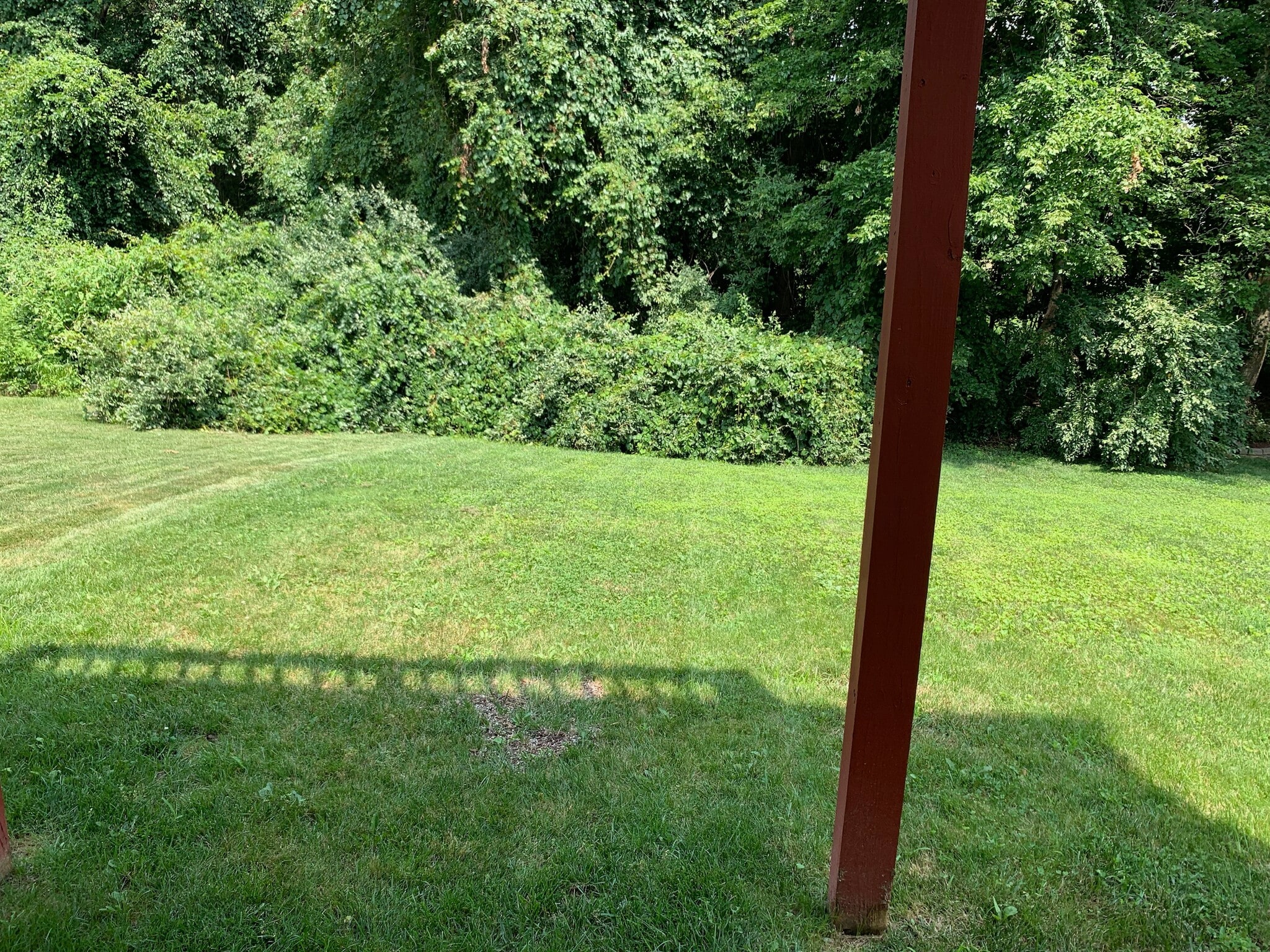 Backyard - 47 Wicklow Rd