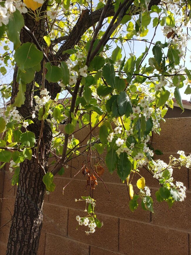 Building Photo - COMING SOON - LARGE DESIRABLE HOME IN SHADOW RIDGE WITH PRIVATE POOL!!!