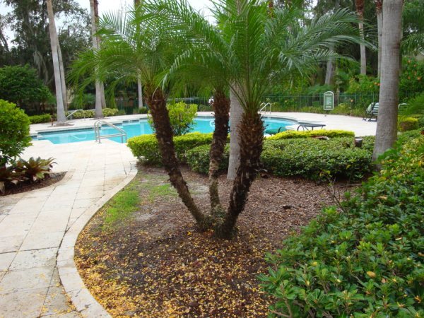 Resort-style pool - 4312 S Kirkman Rd