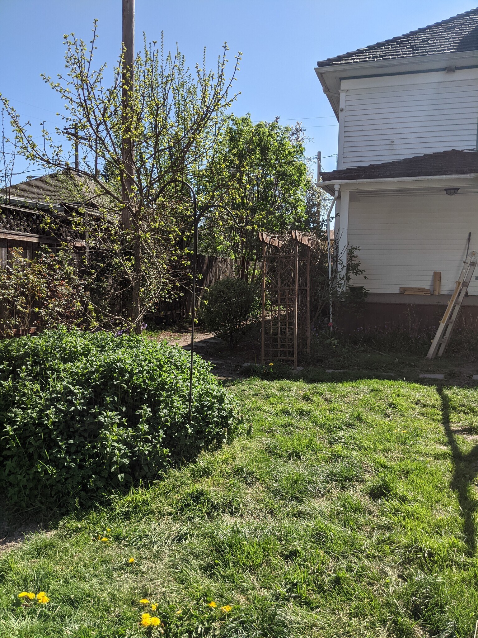 Back yard - 540 NW 14th St