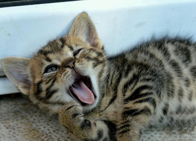 Building Photo - 11 Railroad Ave