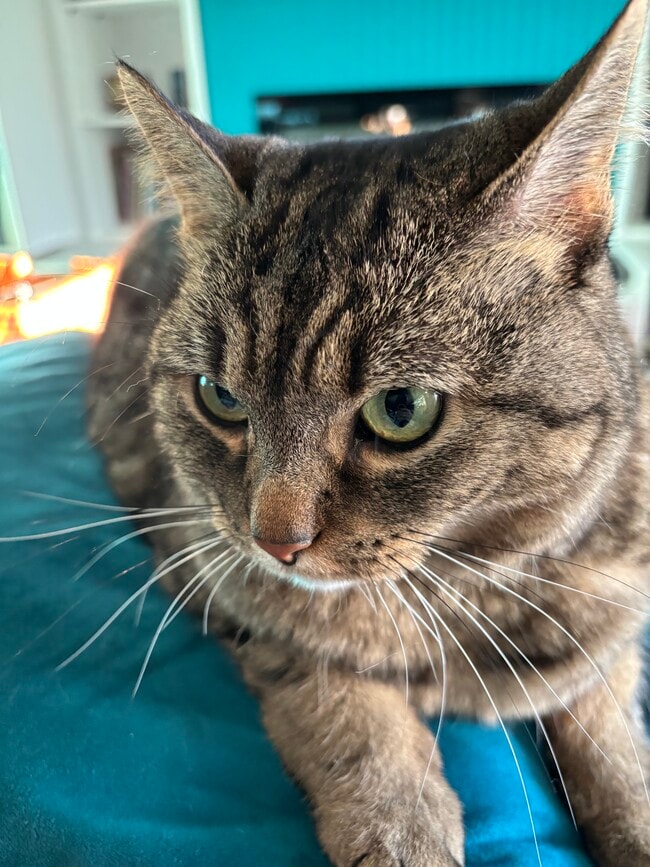 Building Photo - 1146 Taffeta Dr