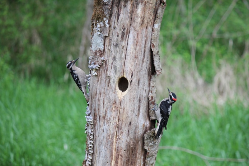 Building Photo - 44902 179th Pl SE