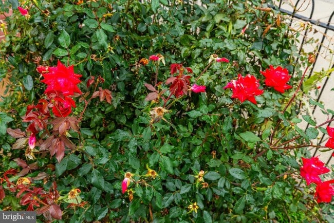 Building Photo - 32 E Elm St