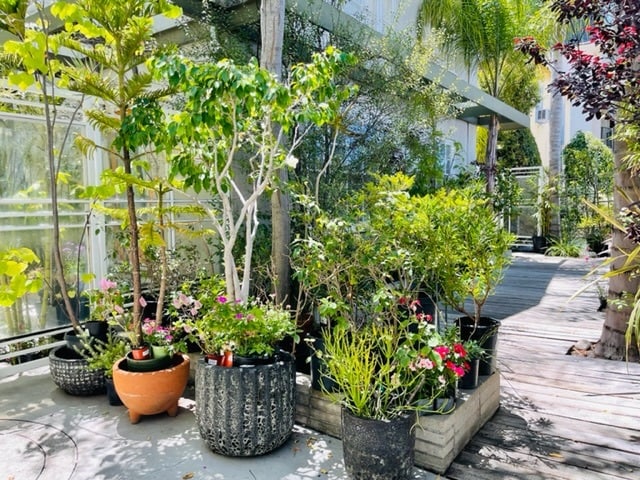 Lush exterior with boardwalk deck - 12114 Ohio Ave