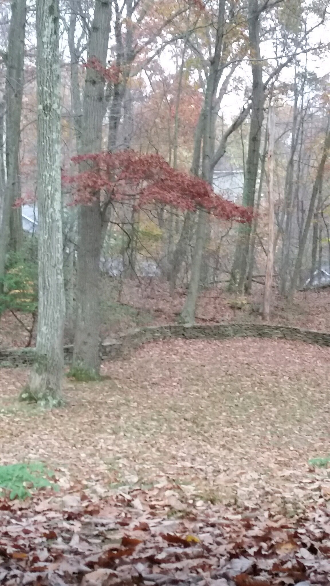 Country Setting - 9 Mountain Laurel Ln