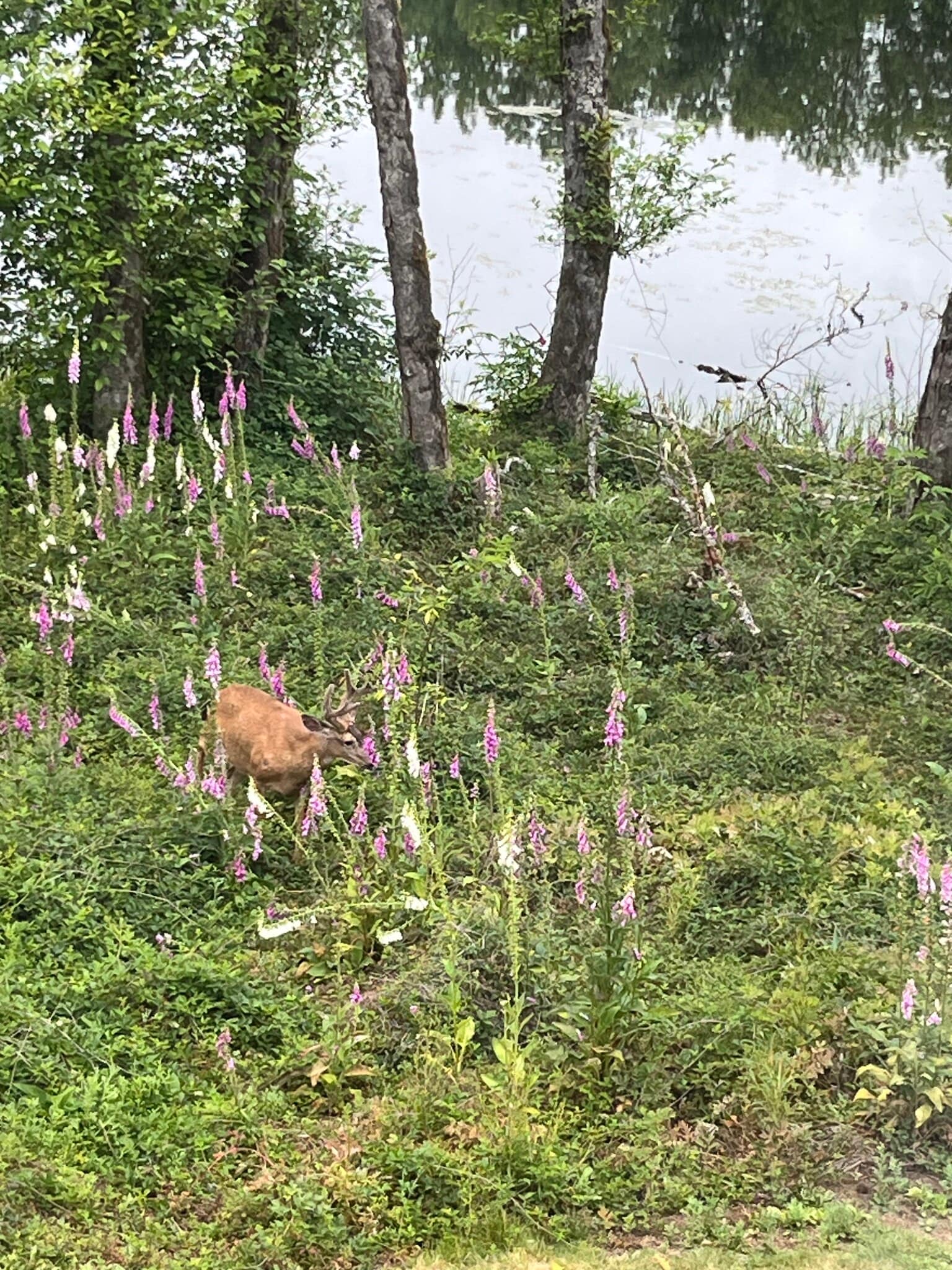 Building Photo - 15116 NE Grantham Rd