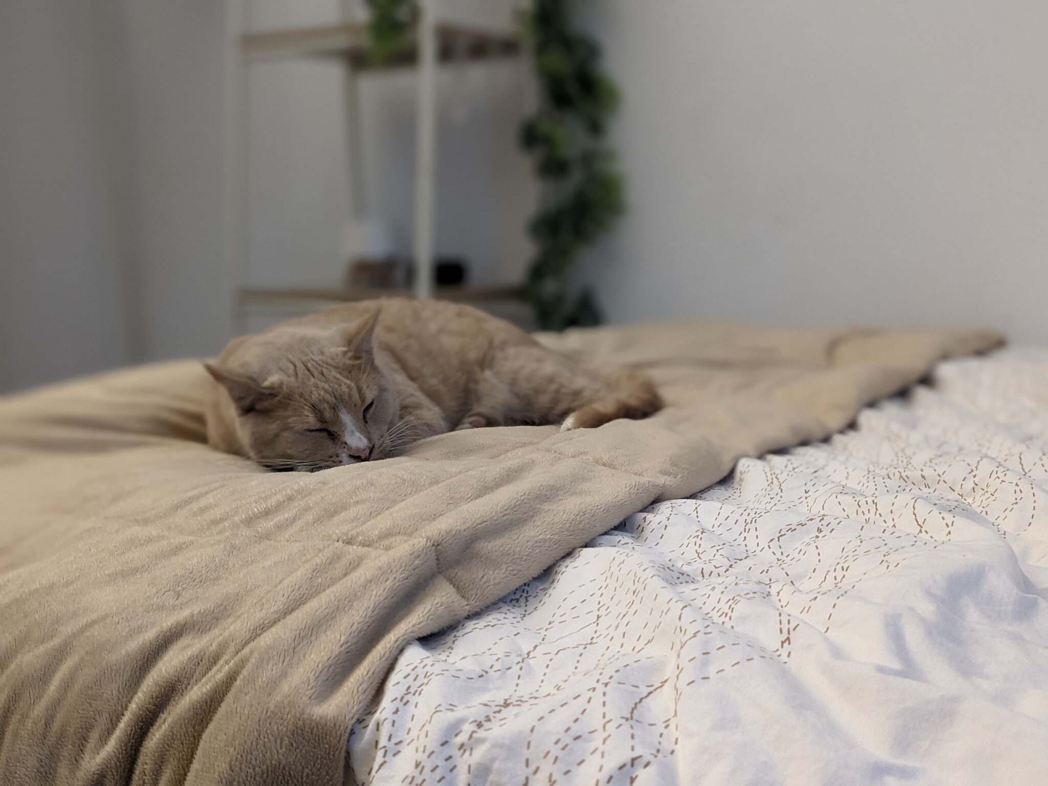 Ollie (boy cat) - 1629 N Laurel Ave