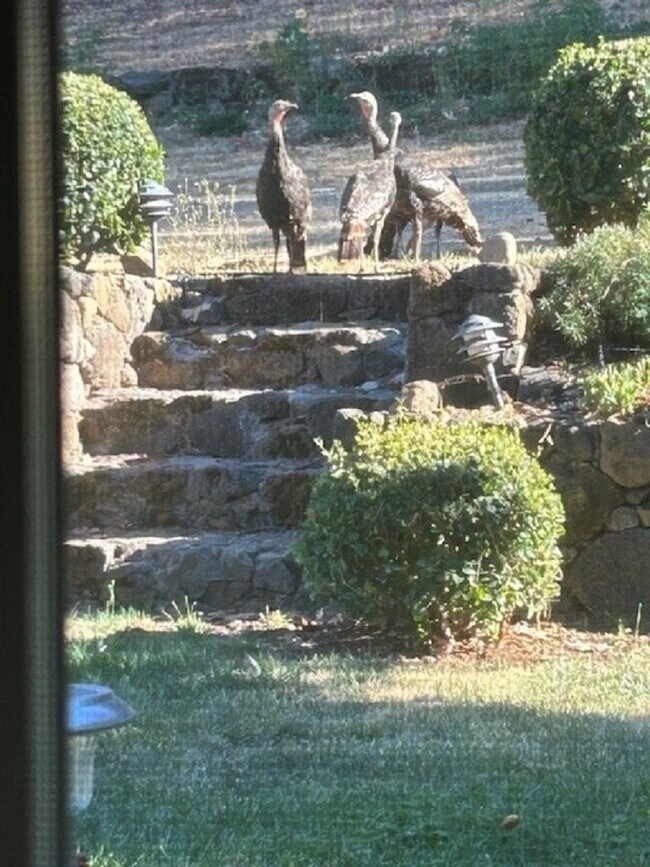 Building Photo - Charming Furnished Estate on Spring Mountain – St. Helena, CA