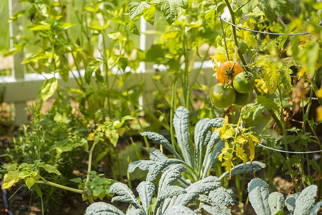 Community Garden - Manchester Flats