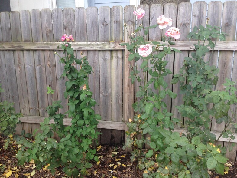 Backyard Fence - 17 N Randolph St
