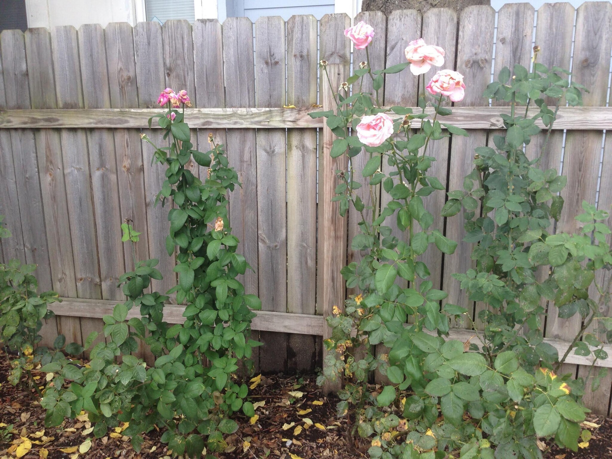 Backyard Fence - 17 N Randolph St