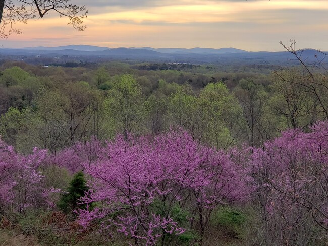 Flowering Trees/Mountain Views - 793 Clifton Trl