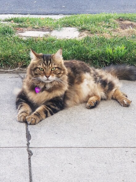 Building Photo - 831 Alandele Ave