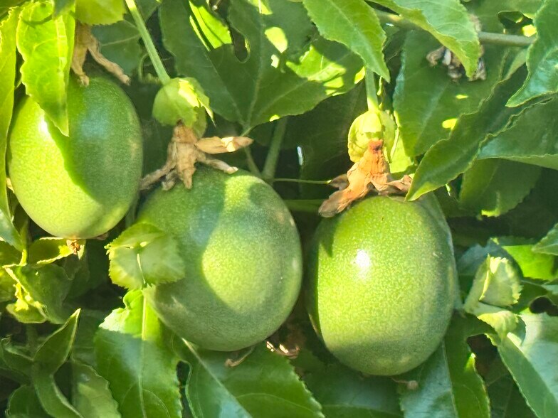 Passion fruit vine makes front yard secluded - 3243 Mountain View Ave