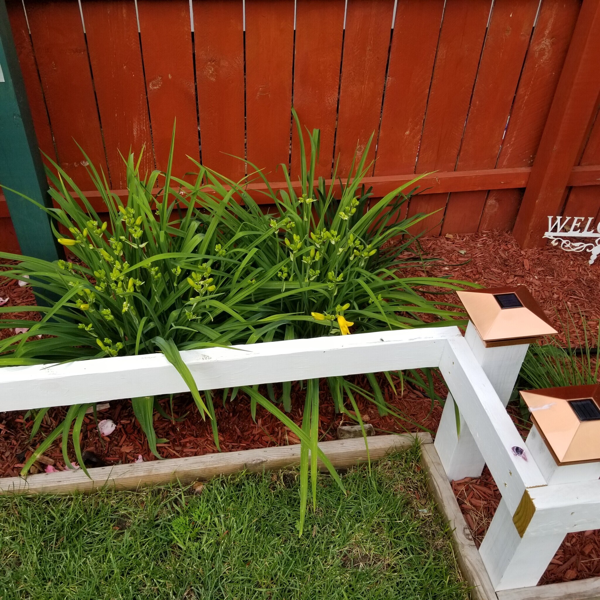 Garden is dotted with solar lights to create a nice evening visual - 1211 Pine St
